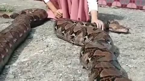 Lady play with anaconda