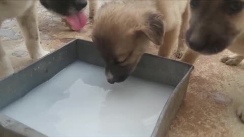 Cute and funny puppies and puppy father