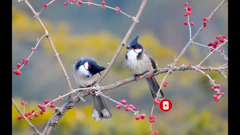 Beautiful birds with beauty of nature