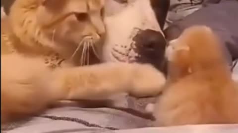 Heartwarming Funny Cat Snuggles with Dog and Kitten #shorts