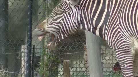 Zebra and Somali Wild Donkey Make Funny Faces