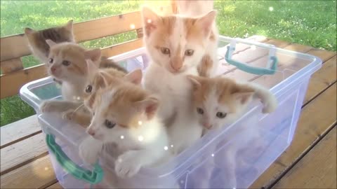 Funny cat and kittens meowing compilation