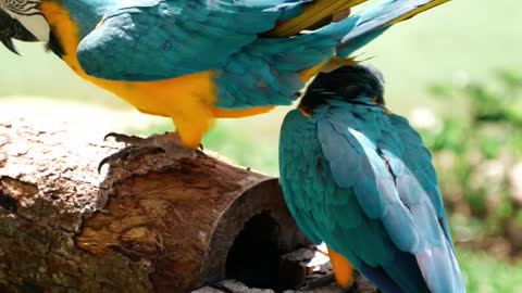 parrots on a log