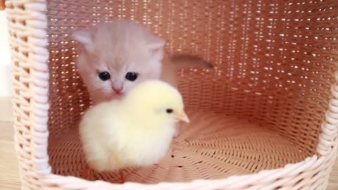 Kittens walk with a tiny chicken funnest moment