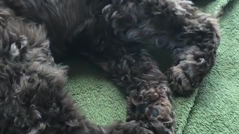 Fluffy black dog on green towel sleeping