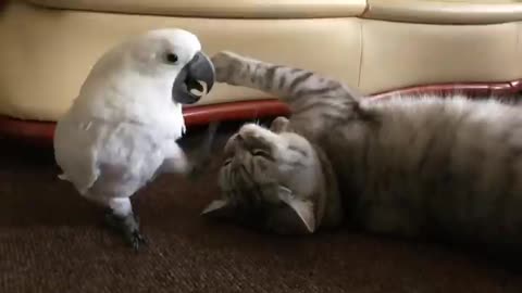 funny parrot and cat Taking a cat-nap is not an option 🤷‍♀️