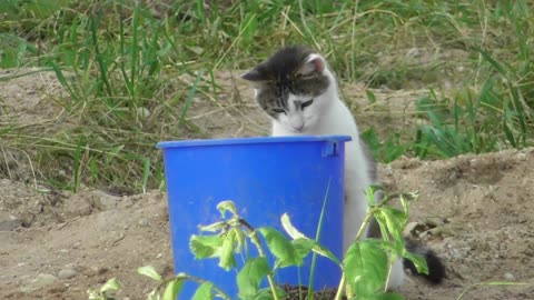the cat wants to steal fish from the bucket discreetly