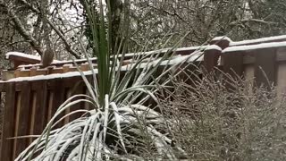 Squirrel Assessing Access to Garden, thinks it might be his lucky day...