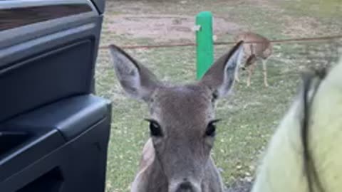 This deer not afraid of humans