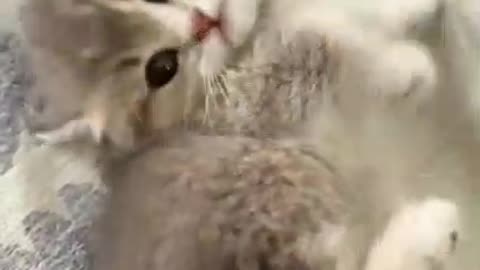 Playful kitten