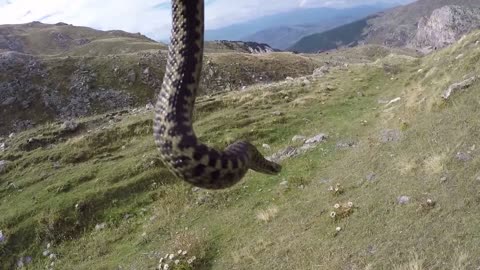 Snake Handling on Korab Mountain