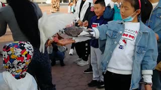 A Chinese girl feeding pigeonsA Chinese girl feeds pigeons