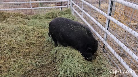 Graham Family Farm: Little Piggies