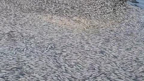 Freezing Temperatures Cause Mass Fish Kill
