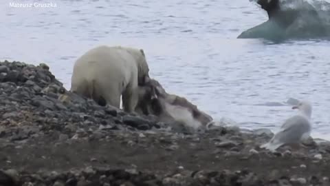 Polar Bear Attacking And Killing A Reindeer