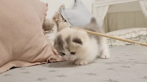 cute kitten videos short leg cat- Kims Kennel US