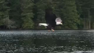 Eagle Works Smarter Not Harder