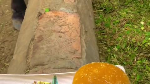 Cow eating burger