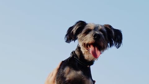 Schnauzer dog on hands against blue sky background