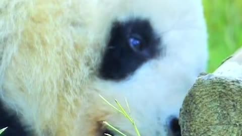 The panda is sleeping.