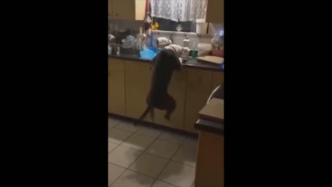 Dog Dancing In Kitchen