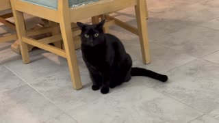 Adopting a Cat from a Shelter Vlog - Cute Precious Piper Guards Her Chair