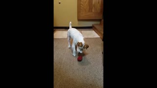Terrier that loves playing catch