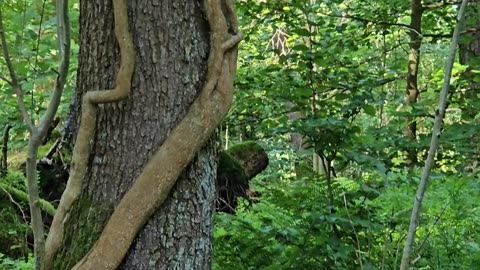 The hottest tree-wrestling match in germany right now #mockumentary #nature