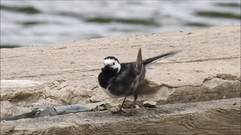 Day 10 of #30DaysWild 2021 - Pied Wagtail preening its precious pretty feathers!