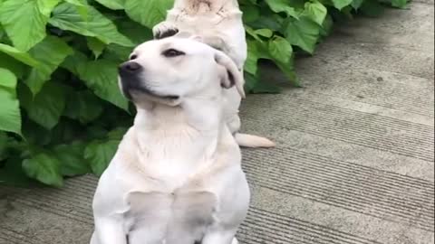 Funniest dog videos🍀❤️