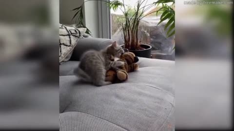 Try not to laugh. MOST FUNNIEST AND CUTE CAT VIDEOS