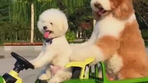 Gigantic Fluffy Poodle Dogs Love Being Carried Everywhere