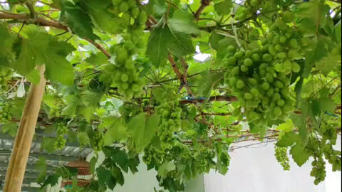 Green vineyard ready to harvest