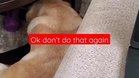 Funny Dogs Hates it When Disturbed During Sleep