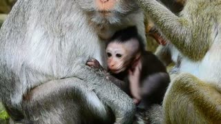 Funny animals# small cute baby monkey sucking milk#36#love animals.