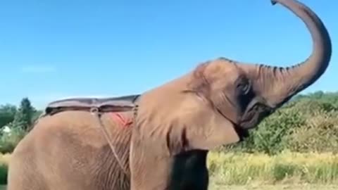 Amazing man jumping🐘Elephant video🤣funny Animal 360. #shorts