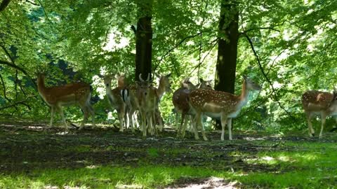 Beautiful group of Deer in a Jungle
