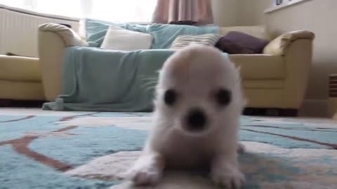 Cute puppy😍 ❤️#short Puppy lover❤️❤️