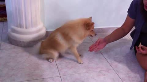 Cute Dog Training at Home