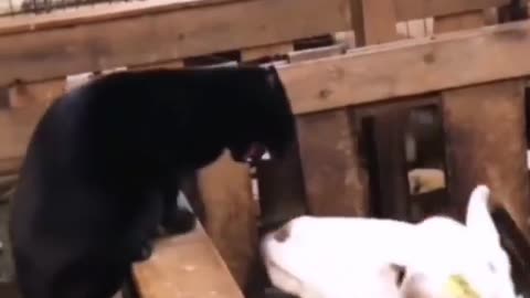 Whiskers vs. Horns: The Epic Prank Battle Between Cat and Goat!