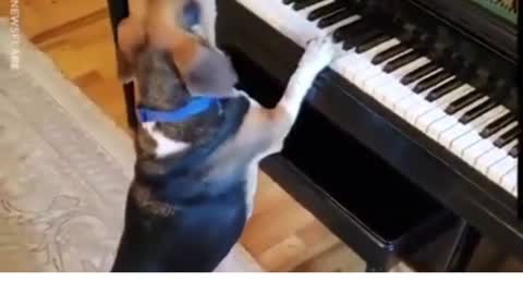 Dog playing piano and sings at the same time!