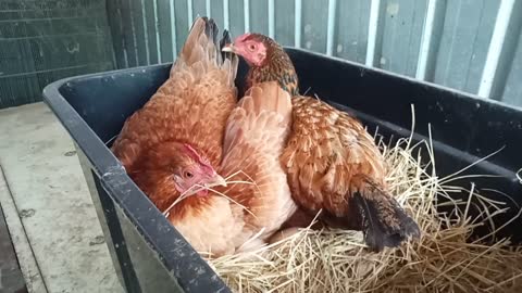 Chook chook has gone to lay an egg with Forest, who is sitting on eggs