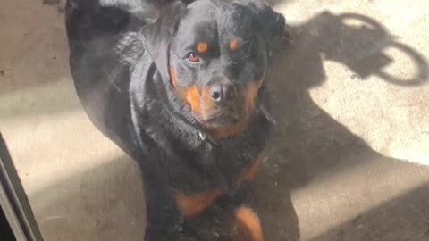 Rottweiler ready to come inside for Breakfast. *Wait for it*