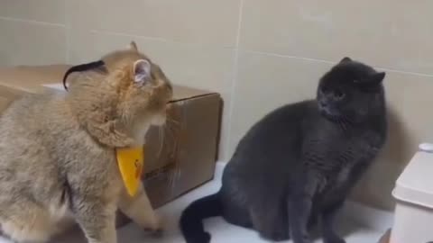 Two cats getting into each other when nothing is there 🤣🤣