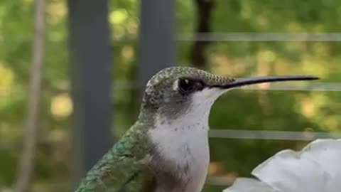 Hand feeding a cute Hummingbird💕 #hummingbird #animals #bird