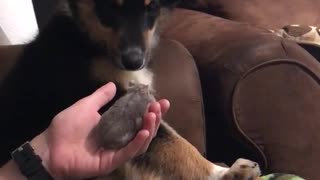 Dog's first encounter with a hamster