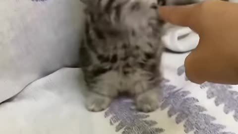 lovely kitten