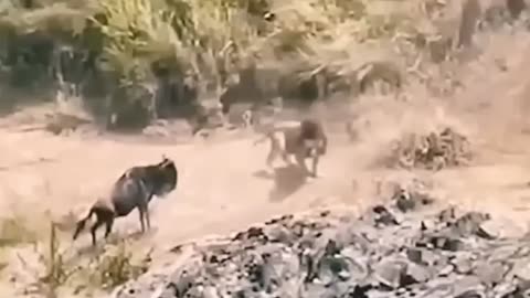 lion king fail to hunt wildebeest