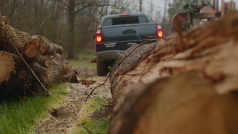 Truck pulls the leg of a big tree, see what you're doing