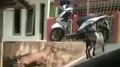 Goat playing